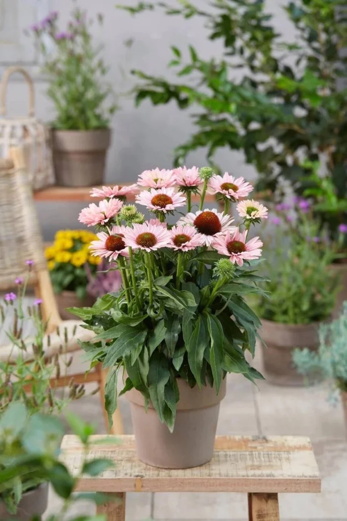 Jeżówka SunSeekers 'Salmon'| Echinacea