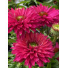 Jeżówka SunSeekers 'Sweet Fuchsia'| Echinacea