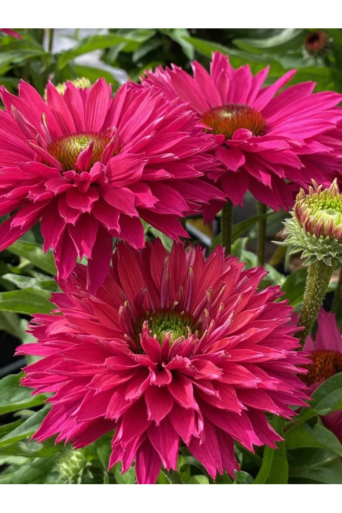 Jeżówka SunSeekers 'Sweet Fuchsia'| Echinacea