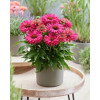 Jeżówka SunSeekers 'Sweet Fuchsia'| Echinacea