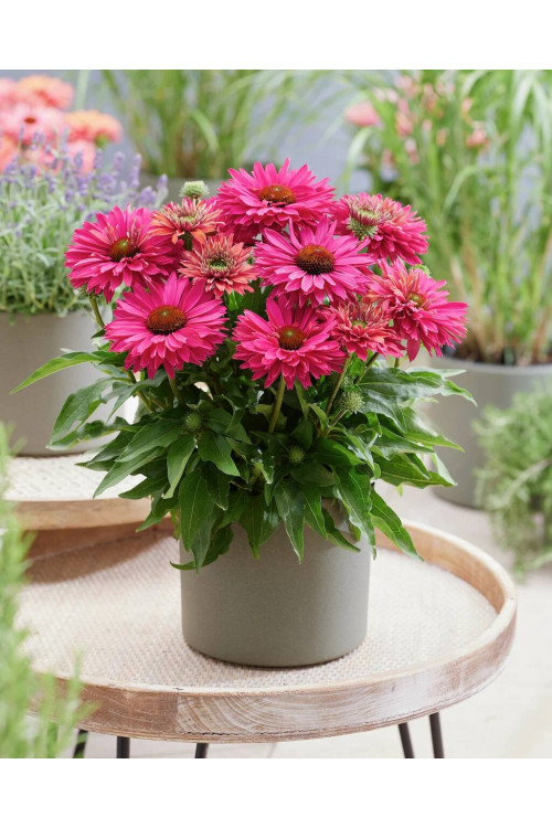 Jeżówka SunSeekers 'Sweet Fuchsia'| Echinacea