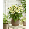 Jeżówka SunSeekers 'White Perfection'| Echinacea