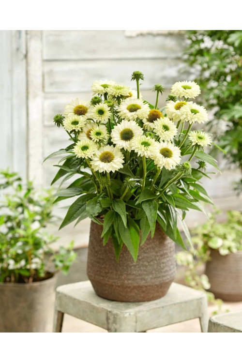 Jeżówka SunSeekers 'White Perfection'| Echinacea