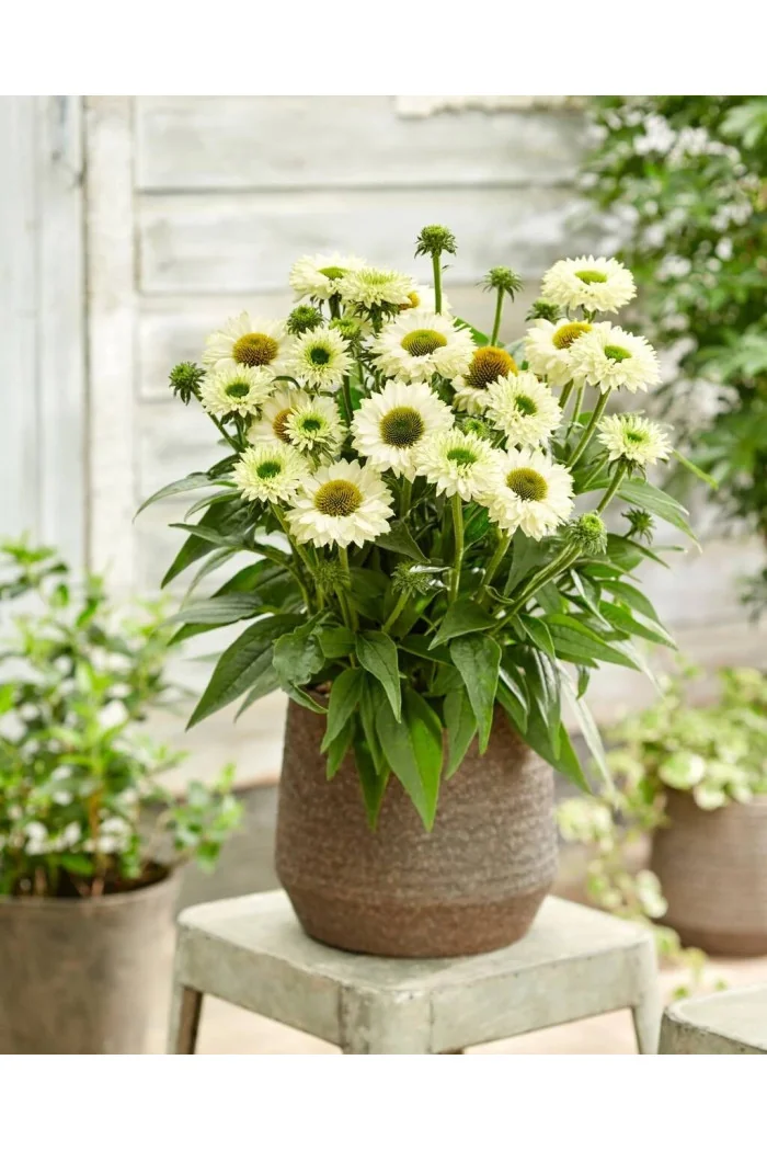 Jeżówka SunSeekers 'White Perfection'| Echinacea
