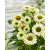 Jeżówka SunSeekers 'White Perfection'| Echinacea