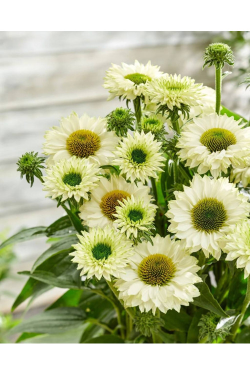 Jeżówka SunSeekers 'White Perfection'| Echinacea