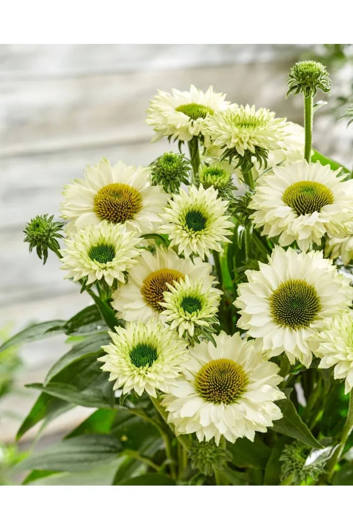 Jeżówka SunSeekers 'White Perfection'| Echinacea