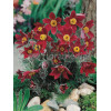 Sasanka zwyczajna 'PinWheel Dark Red Shades' | Pulsatilla vulgaris