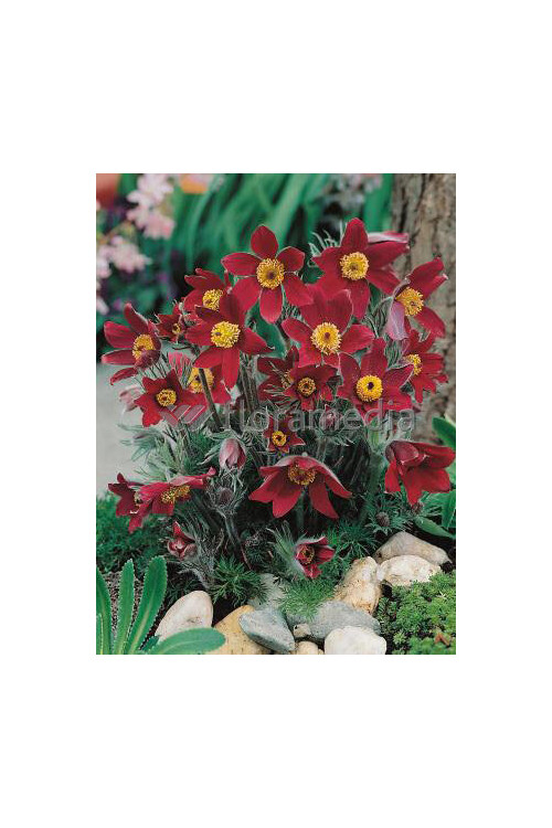 Sasanka zwyczajna 'PinWheel Dark Red Shades' | Pulsatilla vulgaris