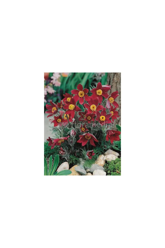 Sasanka zwyczajna 'PinWheel Dark Red Shades' | Pulsatilla vulgaris