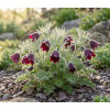 Sasanka zwyczajna 'PinWheel Dark Red Shades' | Pulsatilla vulgaris