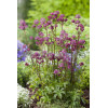 Jarzmianka 'Star of Love' | Astrantia