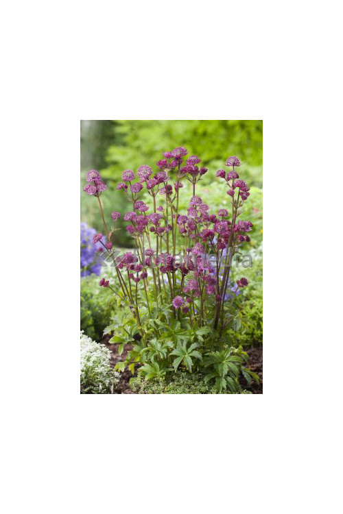 Jarzmianka 'Star of Love' | Astrantia