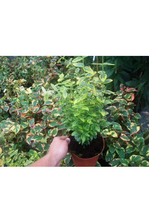 trzmielina, Euonymus