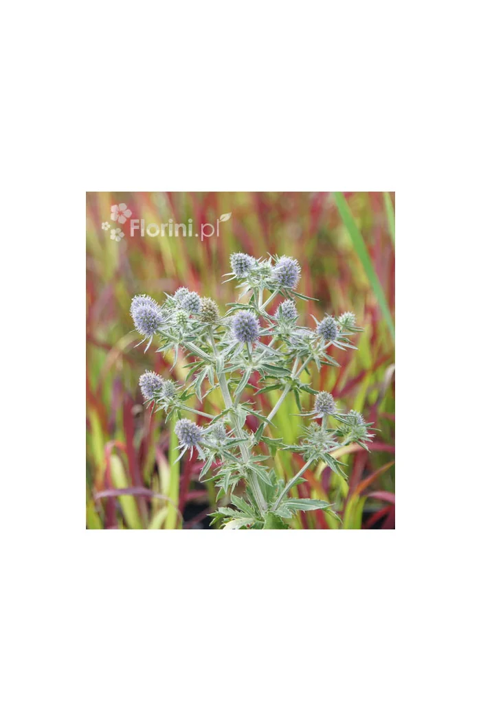 Mikołajek 'Magical Purple Stars' | Eryngium 