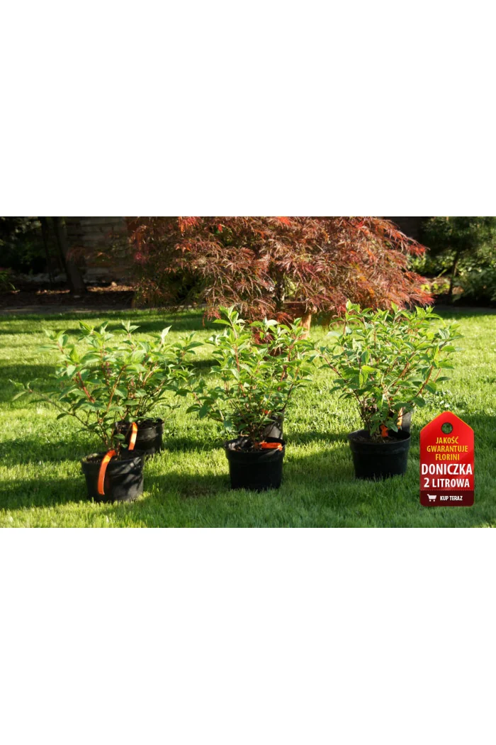 Hortensja bukietowa 'Redlight' | Hydrangea paniculata