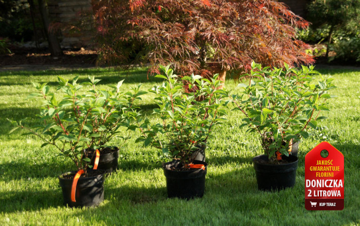 Hortensja bukietowa 'Redlight' | Hydrangea paniculata