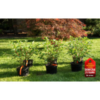 Hortensja bukietowa 'Redlight' | Hydrangea paniculata