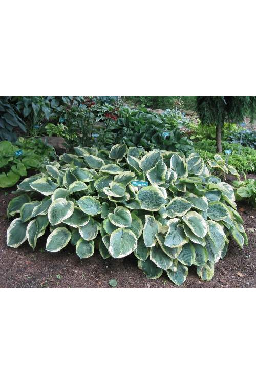 Funkia 'Autumn Frost' | Hosta