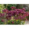 Jarzmianka 'Star of Love' | Astrantia
