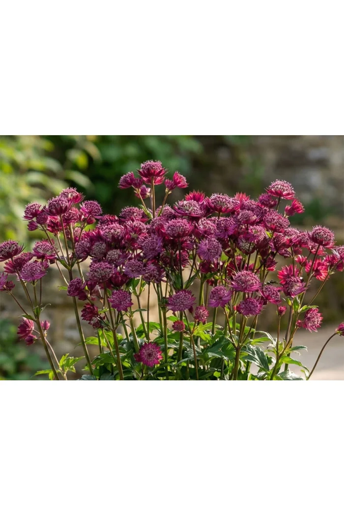 Jarzmianka 'Star of Love' | Astrantia