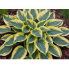 Funkia 'Autumn Frost' | Hosta