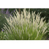 Sesleria jesienna | sesleria autumnalis