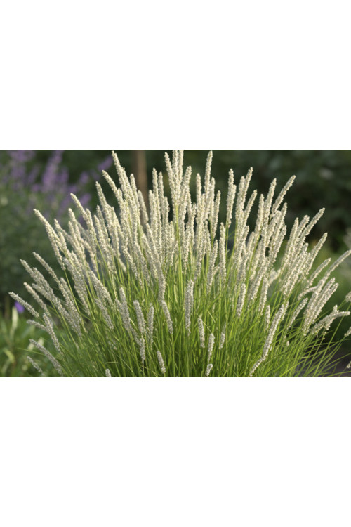 Sesleria jesienna | sesleria autumnalis