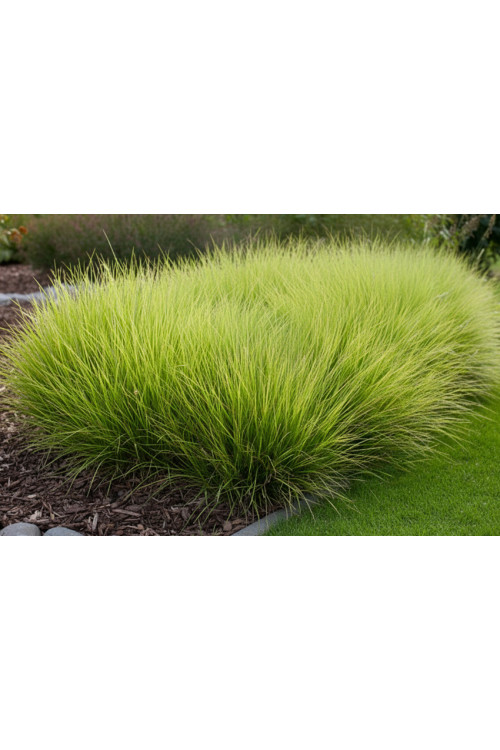 Sesleria jesienna | sesleria autumnalis