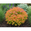 Tawuła japońska 'Goldflame' | Spirea japonica