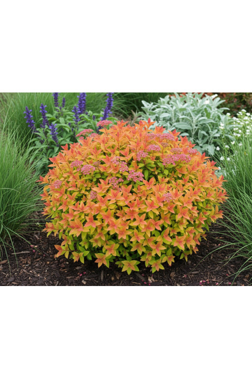 Tawuła japońska 'Goldflame' | Spirea japonica