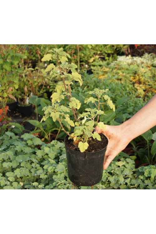 Ślaz dziki 'Blue Fountain' | Malva sylvestris