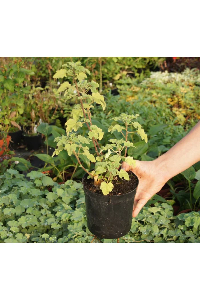 Ślaz dziki 'Blue Fountain' | Malva sylvestris