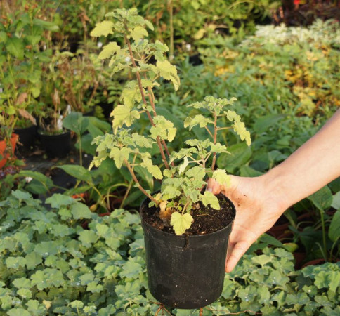 Ślaz dziki 'Blue Fountain' | Malva sylvestris