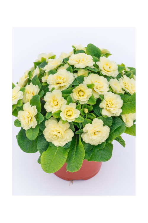 Pierwiosnek 'Belarina® Nectarine' |Primula