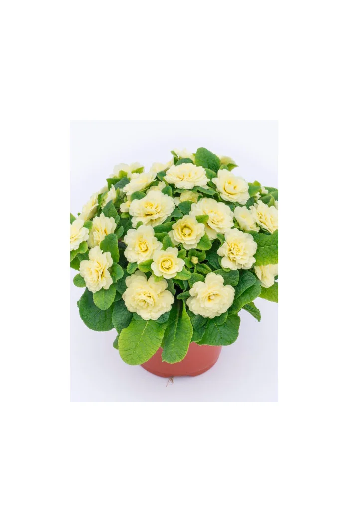 Pierwiosnek 'Belarina® Nectarine' |Primula