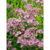 Jarzmianka 'Sparkling Stars Pink' | Astrantia