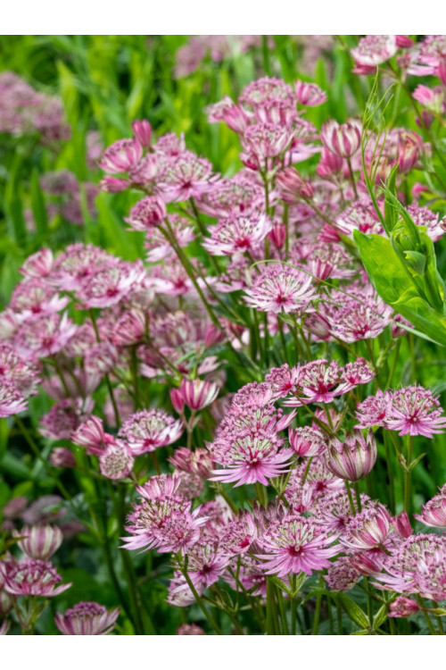 Jarzmianka 'Sparkling Stars Pink' | Astrantia
