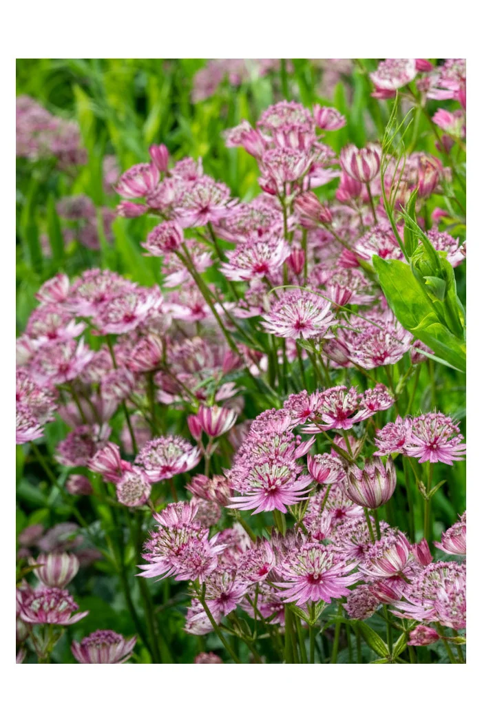 Jarzmianka 'Sparkling Stars Pink' | Astrantia