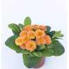 Pierwiosnek 'Belarina® Sweet Apricot |Primula