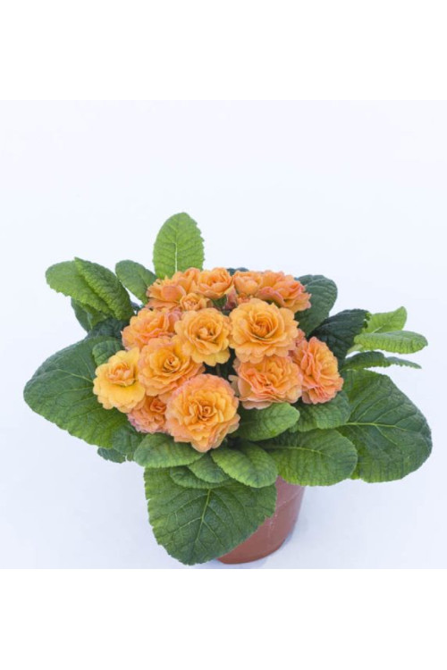 Pierwiosnek 'Belarina® Sweet Apricot |Primula