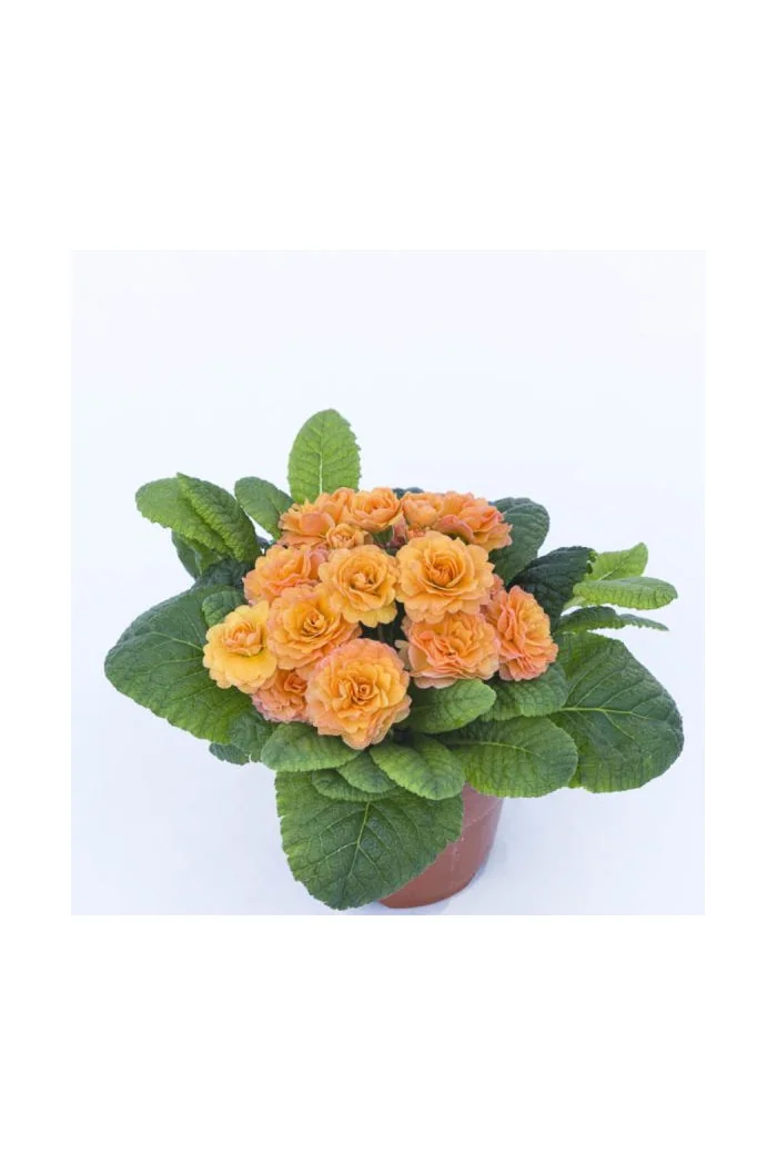 Pierwiosnek 'Belarina® Sweet Apricot |Primula