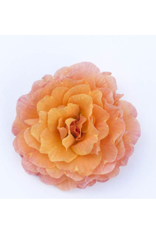 Pierwiosnek 'Belarina® Sweet Apricot |Primula