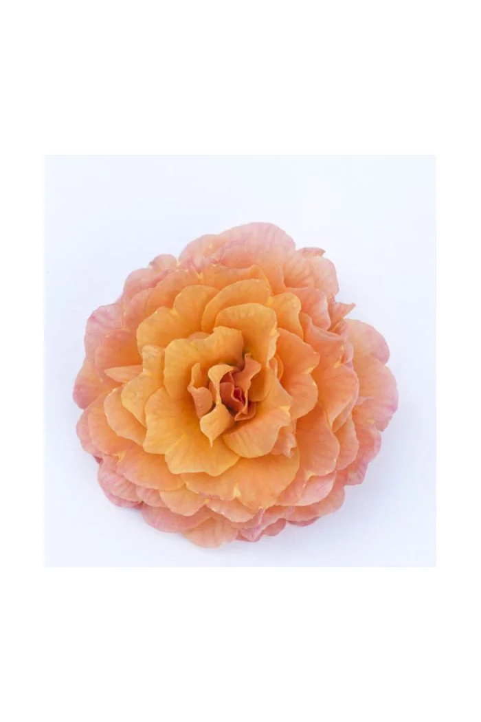 Pierwiosnek 'Belarina® Sweet Apricot |Primula