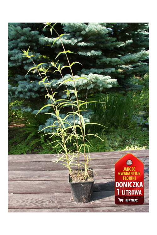 Floks plamisty 'Alpha Phlox maculata