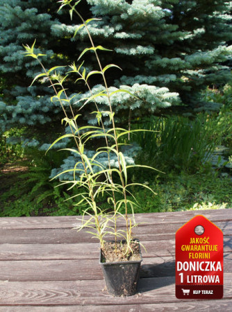 Floks plamisty 'Alpha Phlox maculata