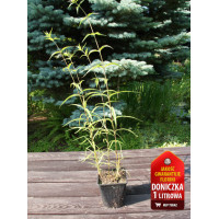 Floks plamisty 'Alpha Phlox maculata