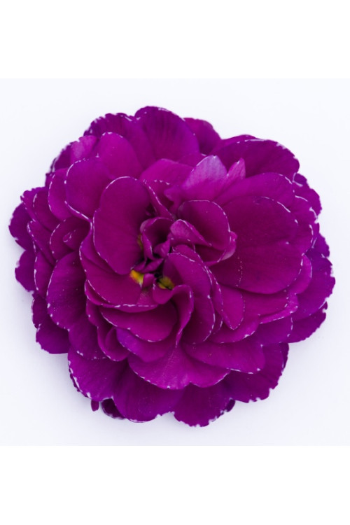 Pierwiosnek 'Belarina® Purple Diamond' |Primula