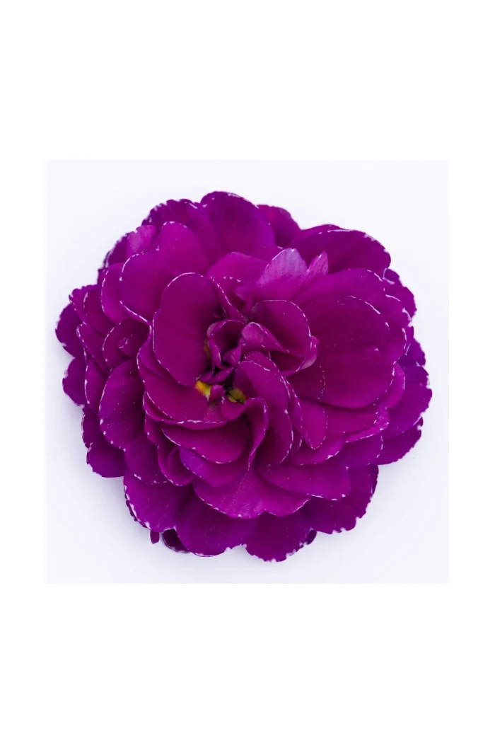 Pierwiosnek 'Belarina® Purple Diamond' |Primula