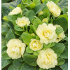 Pierwiosnek 'Belarina® Nectarine' |Primula
